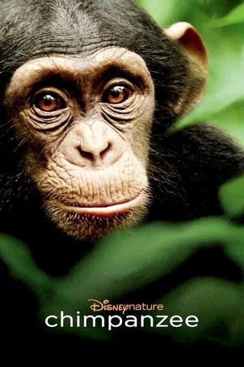 Chimpanzés